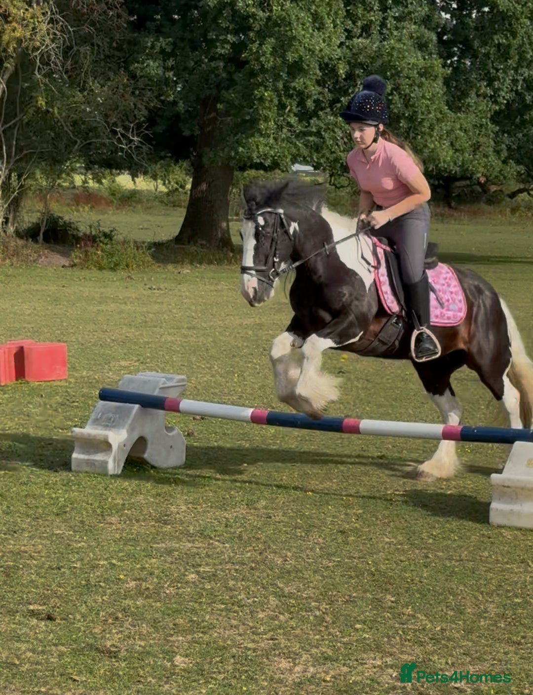 Irish Cob horses for sale: 12.2hh Gypsy Cob Mare – mothers dream  - Image 5