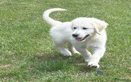 Golden Retriever dogs for sale: KC Registered  boy from 5 Star Breeder  - Image 26