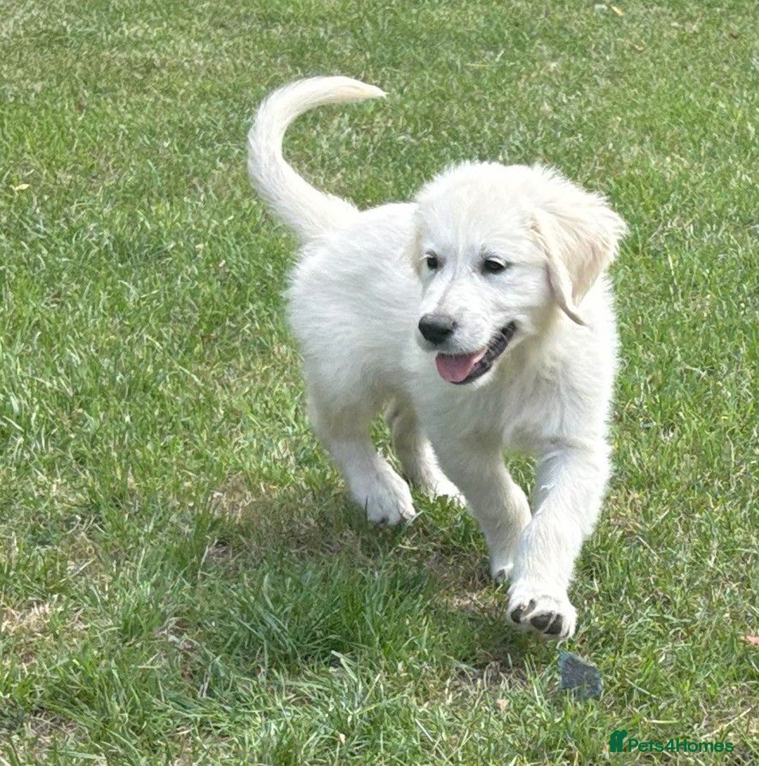 Golden Retriever dogs for sale: KC Registered  boy from 5 Star Breeder  - Image 26