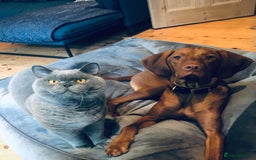 British Shorthair cats for sale: Beautiful Adult British Shorthair Male - Image 5
