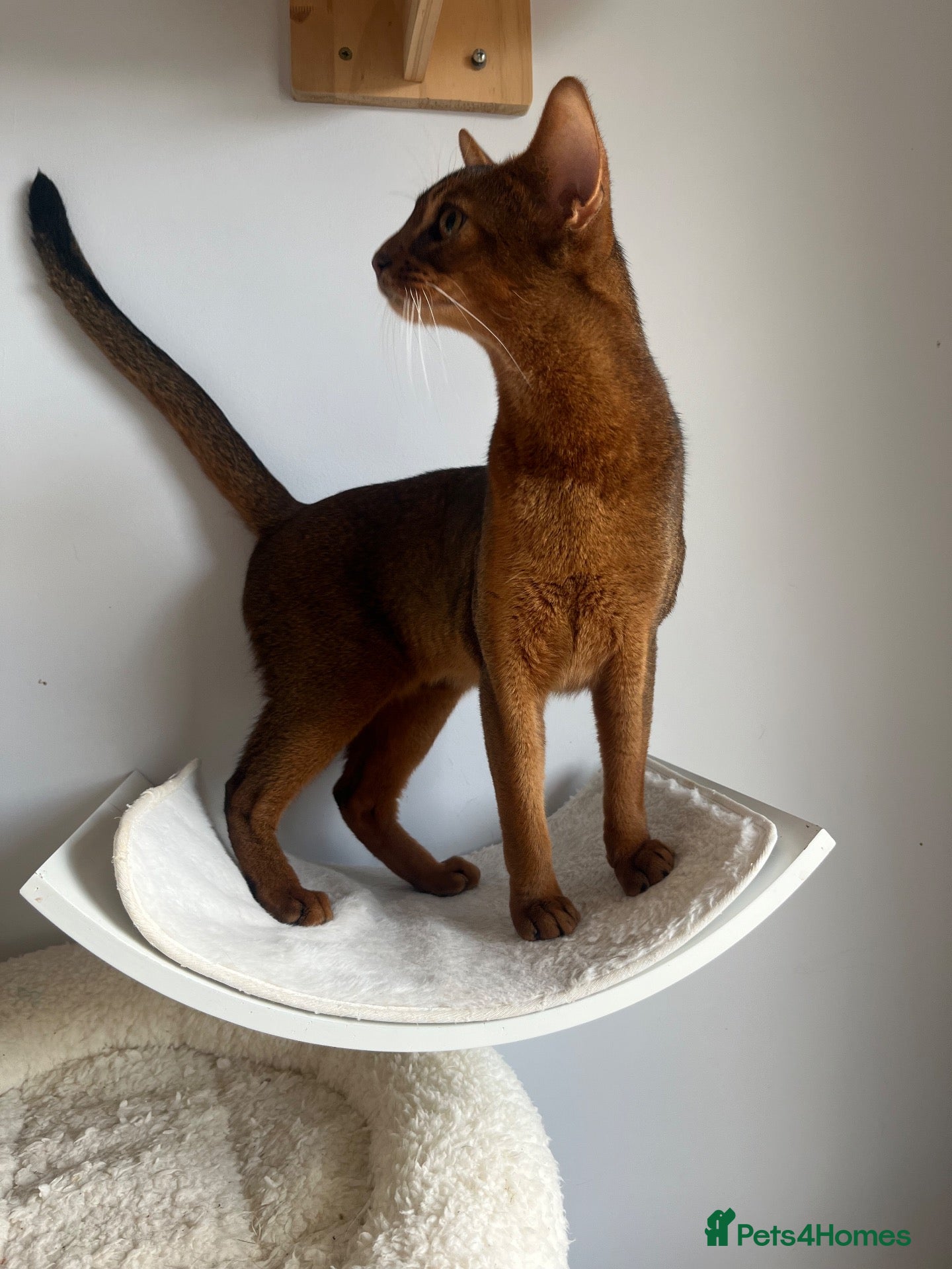 Abyssinian cats Gorgeous Boy Jerry - Advert 1