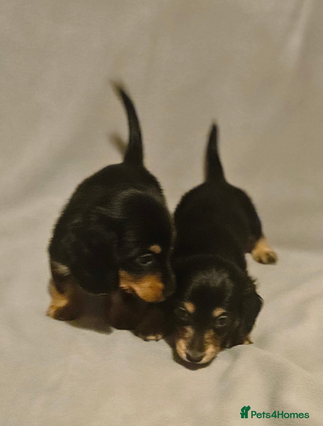 Miniature Dachshund dogs for sale: Longhaired miniature puppies - Advert 11