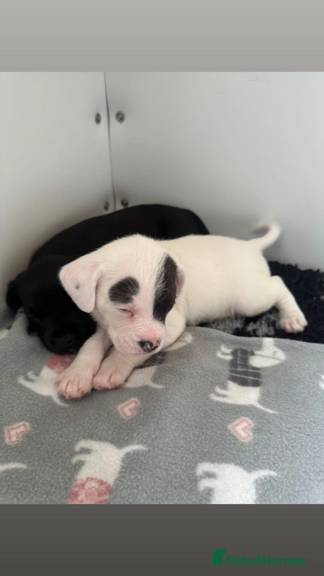 Mixed Breed dogs for sale: French Bulldog Cross cockapoo Puppies - Advert 2