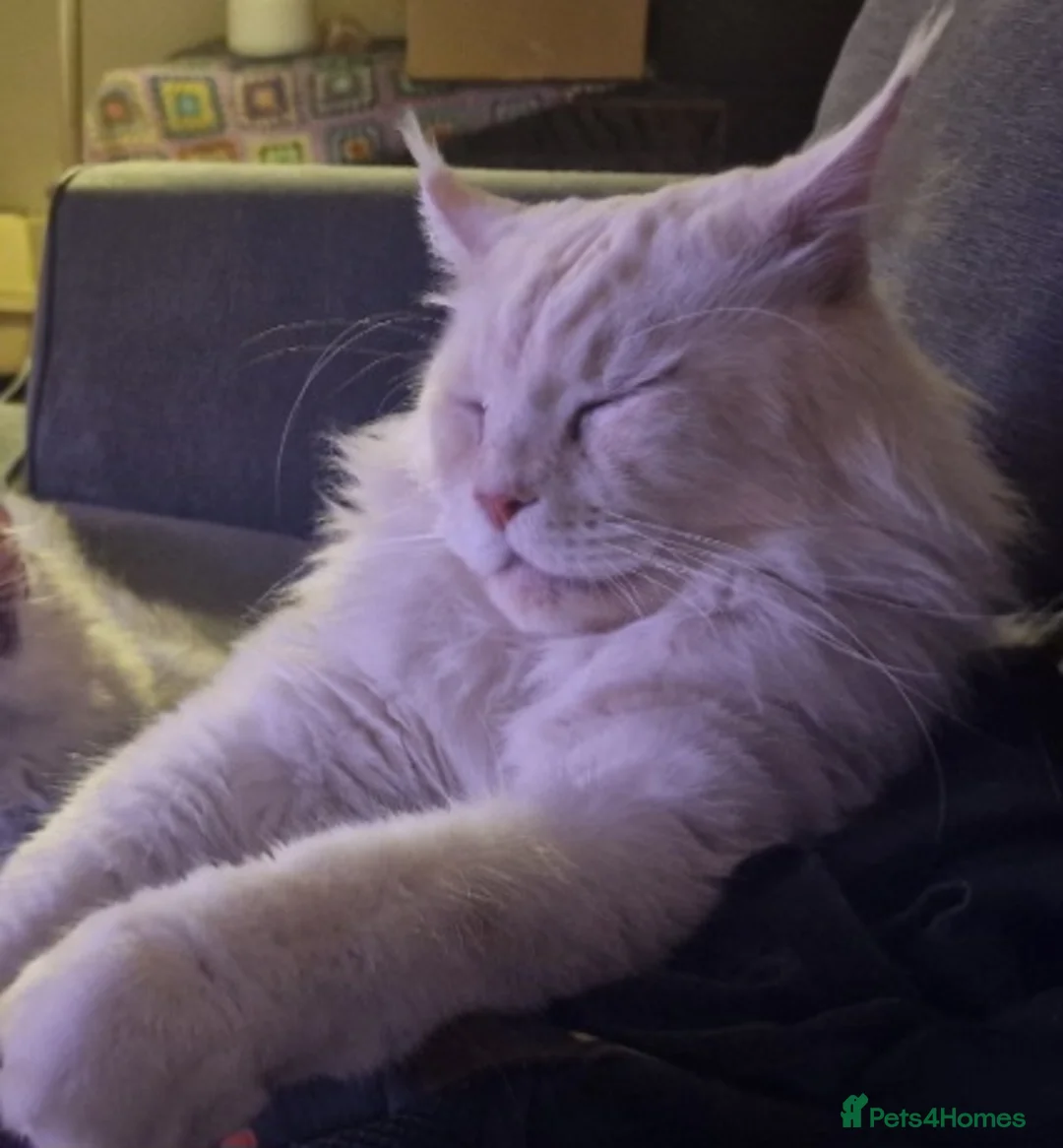 Maine Coon cats for sale: Beautiful big Maine Coon boy - Advert 7