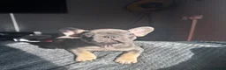 French Bulldog dogs for sale: FRENCHBULLDOG-FLUFFY CARRIERS in Wakefield - Advert 7