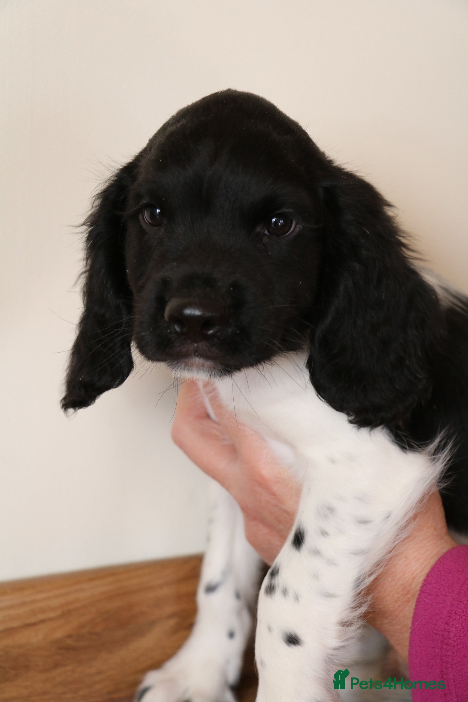 English Springer Spaniel dogs Health Tested English Springer Spaniel Puppies - Advert 12