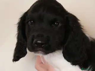 English Springer Spaniel dogs Health Tested English Springer Spaniel Puppies - Advert 12