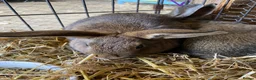 Mixed Breed rabbits for sale: Beautiful baby bunnies  - Advert 7