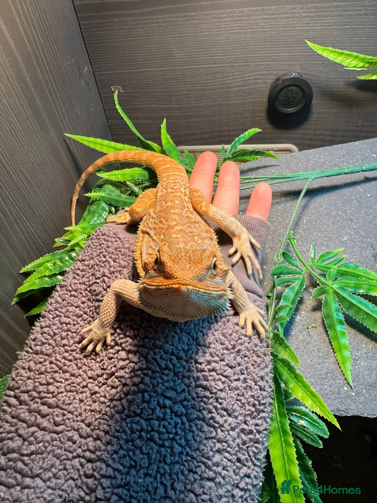 Bearded Dragon reptiles 9 month old bearded dragon full set up - Advert 1