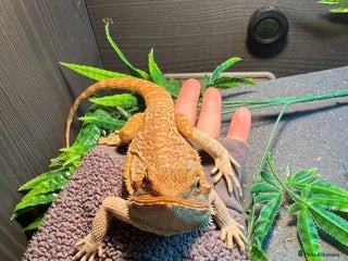 Bearded Dragon reptiles 9 month old bearded dragon full set up - Advert 3