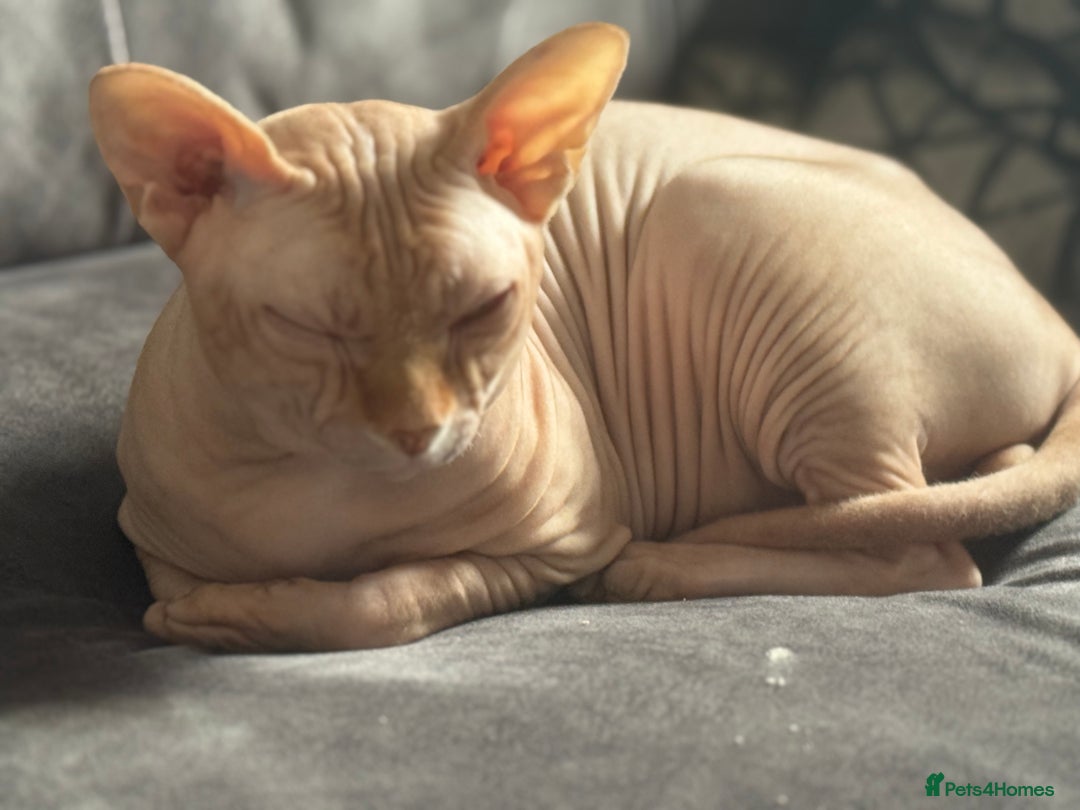 Sphynx cats for stud: Sphynx stud - Image 5
