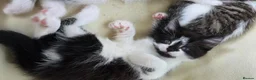 Mixed Breed cats for sale: Three beautiful kittens ready now in Stoke-on-Trent - Advert 12