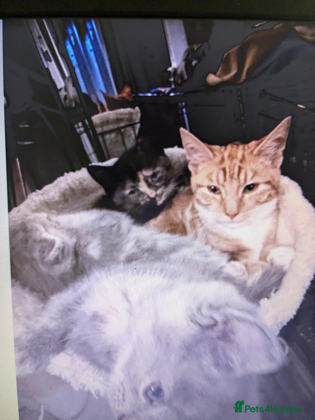 Mixed Breed cats for sale: 14 week old ginger male kitten  in Rochester - Advert 2