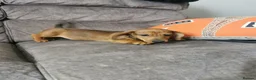 Dachshund dogs for sale: Beautiful Unusual Playful Dachshound pups  - Advert 10