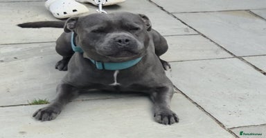 Staffordshire Bull Terrier dogs Staffordshire Bull Terrier Puppies 2Boys Available - Advert 5