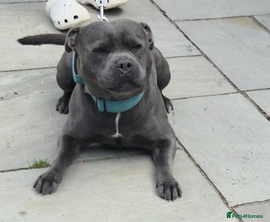 Staffordshire Bull Terrier dogs for sale: Staffordshire Bull Terrier Puppies 2Boys Available - Advert 2