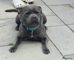 Staffordshire Bull Terrier dogs Staffordshire Bull Terrier Puppies 2Boys Available - Advert 7