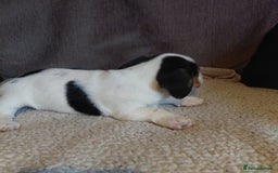 Mixed Breed dogs for sale: Dachshund x jack russle - Image 13