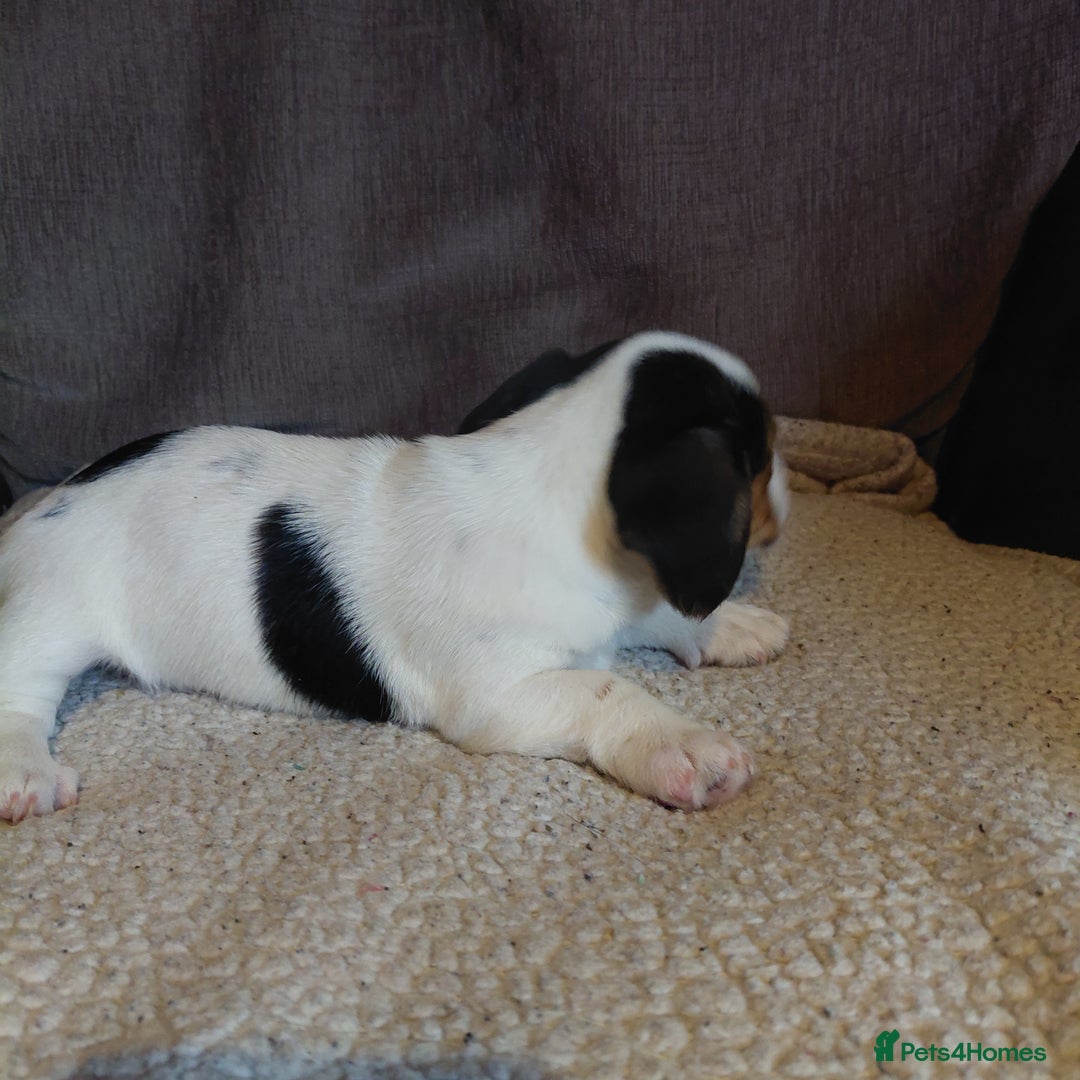 Mixed Breed dogs for sale: Dachshund x jack russle - Image 13