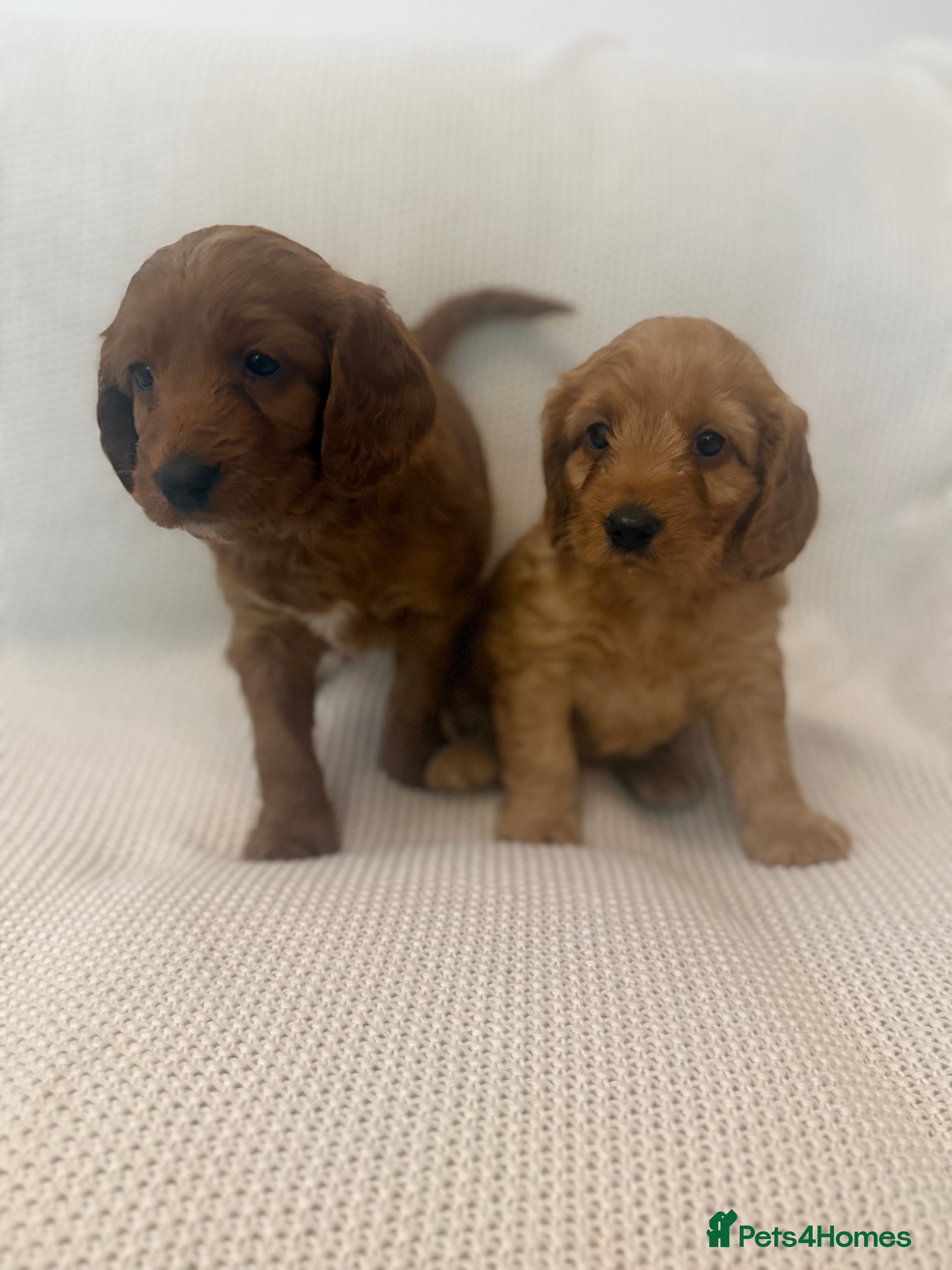 Cockapoo dogs 2 Golden Cockapoo girls left 🐶 - Advert 1