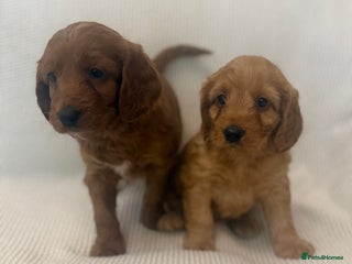 Cockapoo dogs 2 Golden Cockapoo girls left 🐶 - Advert 1