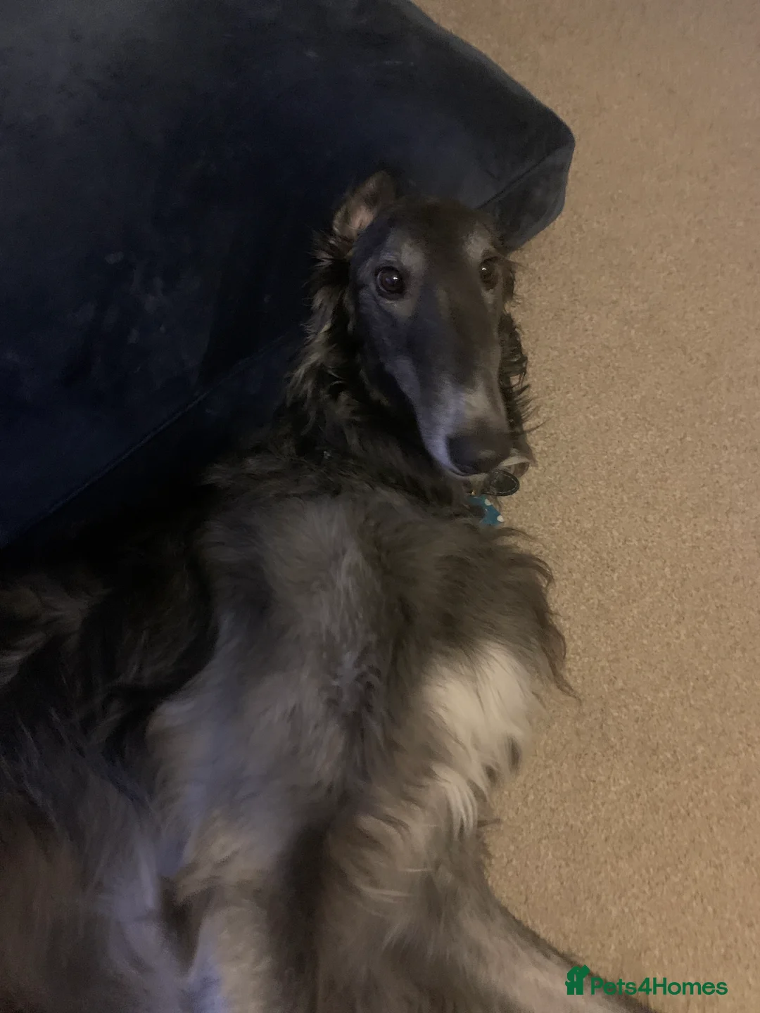 Borzoi dogs for stud: Grey Borzoi for stud .  - Advert 6