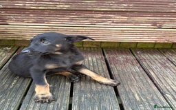 Belgian Shepherd Dog dogs for sale: Dutch herder puppies  - Image 8