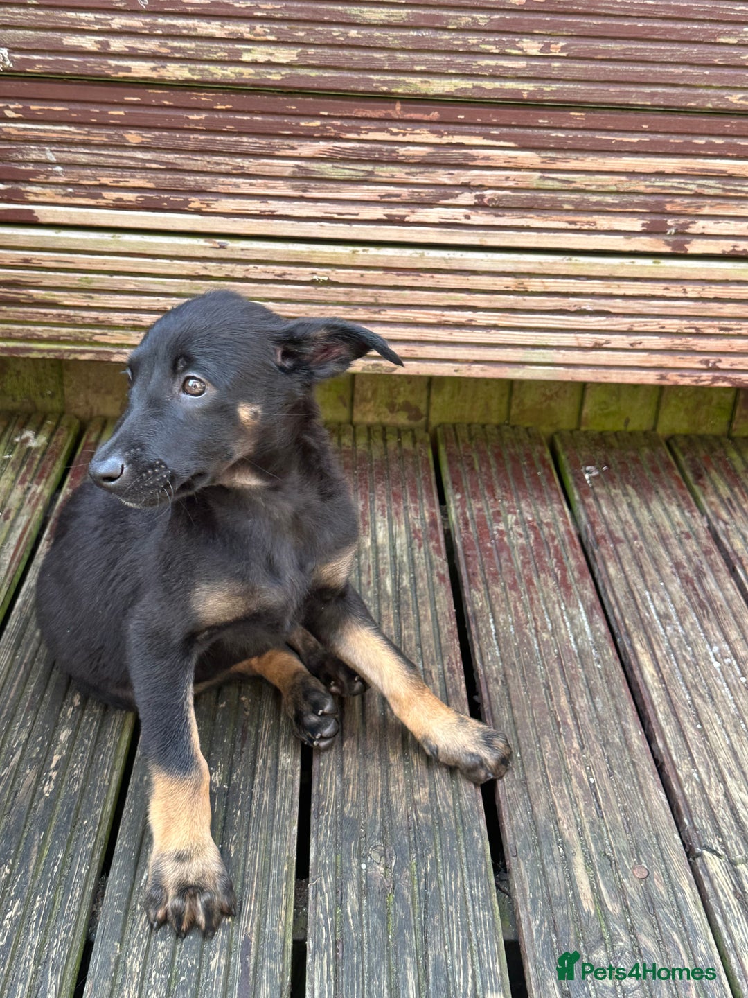 Belgian Shepherd Dog dogs for sale: Dutch herder puppies  - Image 8