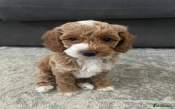 Miniature Poodle dogs for stud: Teddy KC Registered/Health tested Toy Stud in Wigan - Image 12