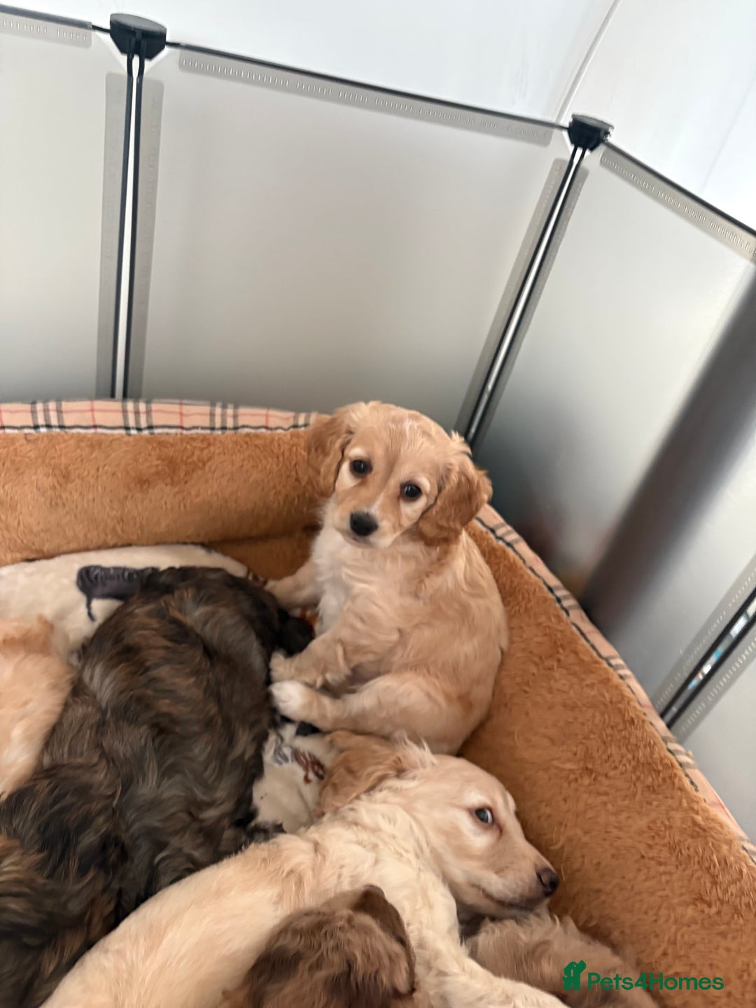 Cockapoo dogs for sale: Beautiful litter of cockerpoo puppies  - Advert 13