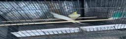 Cockatiels birds for sale: Cockatiel birds for sale - Advert 4