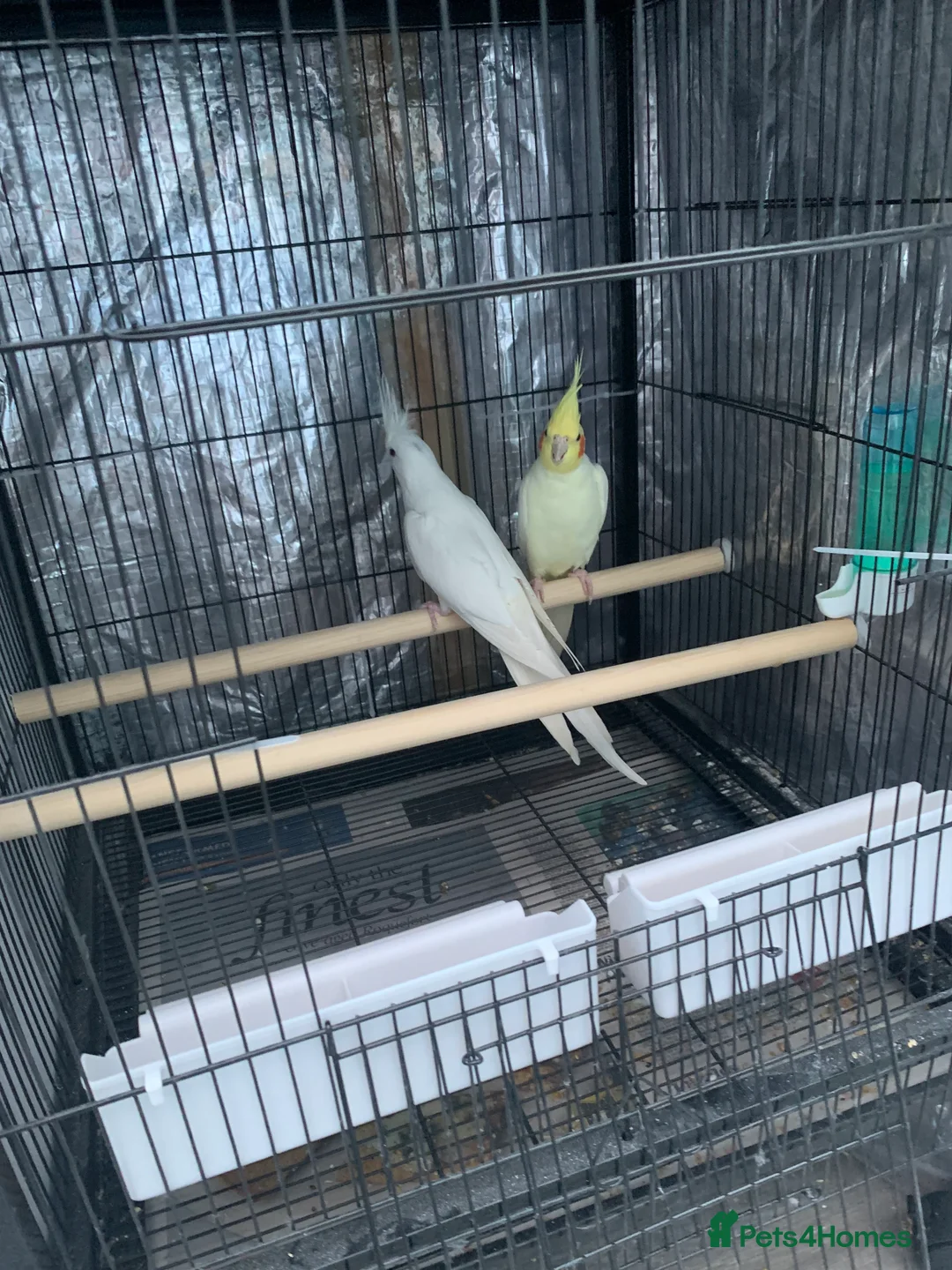 Cockatiels birds for sale: Cockatiel birds for sale - Advert 4