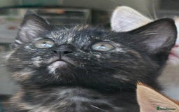 Mixed Breed cats for sale: 1/4 Maincoon dog friendly tortoiseshell girl - Image 8