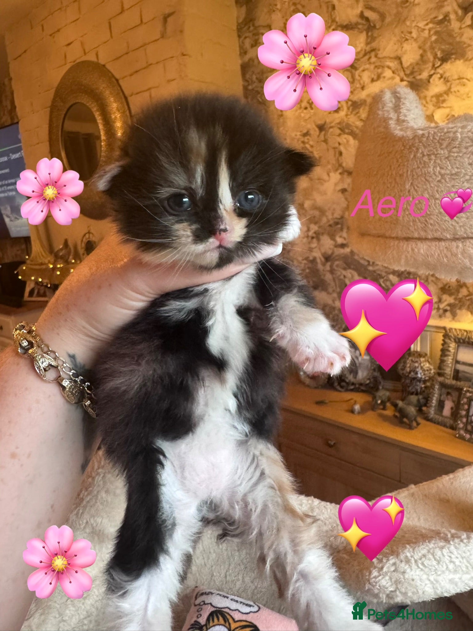 Nebelung cats 💎 Nebelung X PersianxMaincoon 💎 - Advert 2