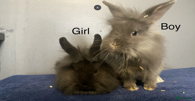 Lionhead rabbits - Advert 13