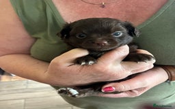 Chihuahua dogs for sale: Rare chocolate chihuahua puppies - Image 1