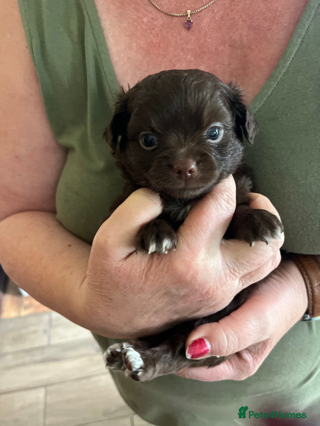 Chihuahua dogs for sale: Rare chocolate chihuahua puppies - Image 1