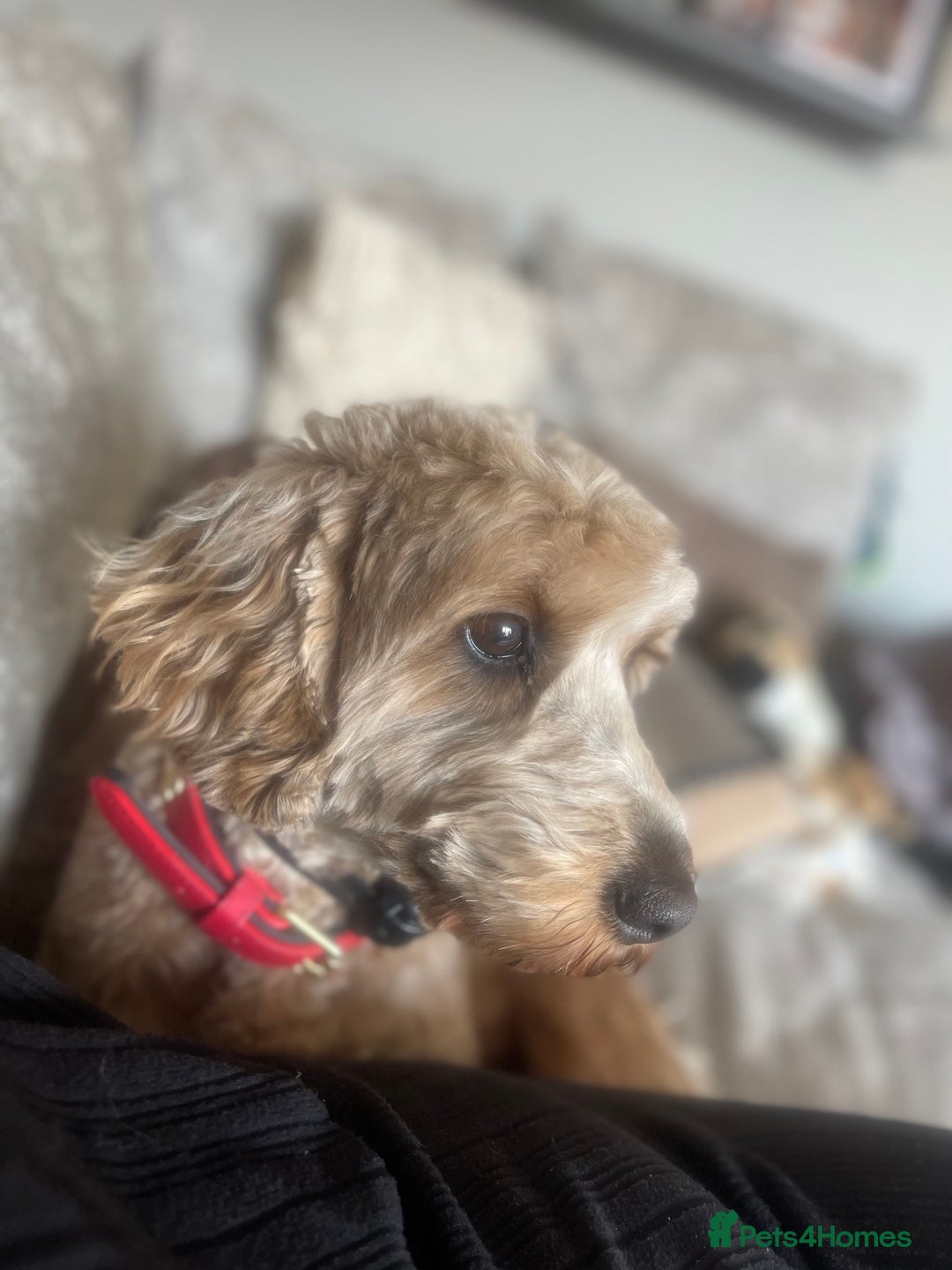 Cockapoo dogs for sale: ⭐️ Outstanding cockapoo female puppy ⭐️  - Advert 16