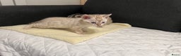 Bengal cats for sale: 🐾 TICA Registered Bengal Kittens  - Advert 8