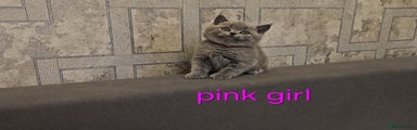 Pink collar - girl