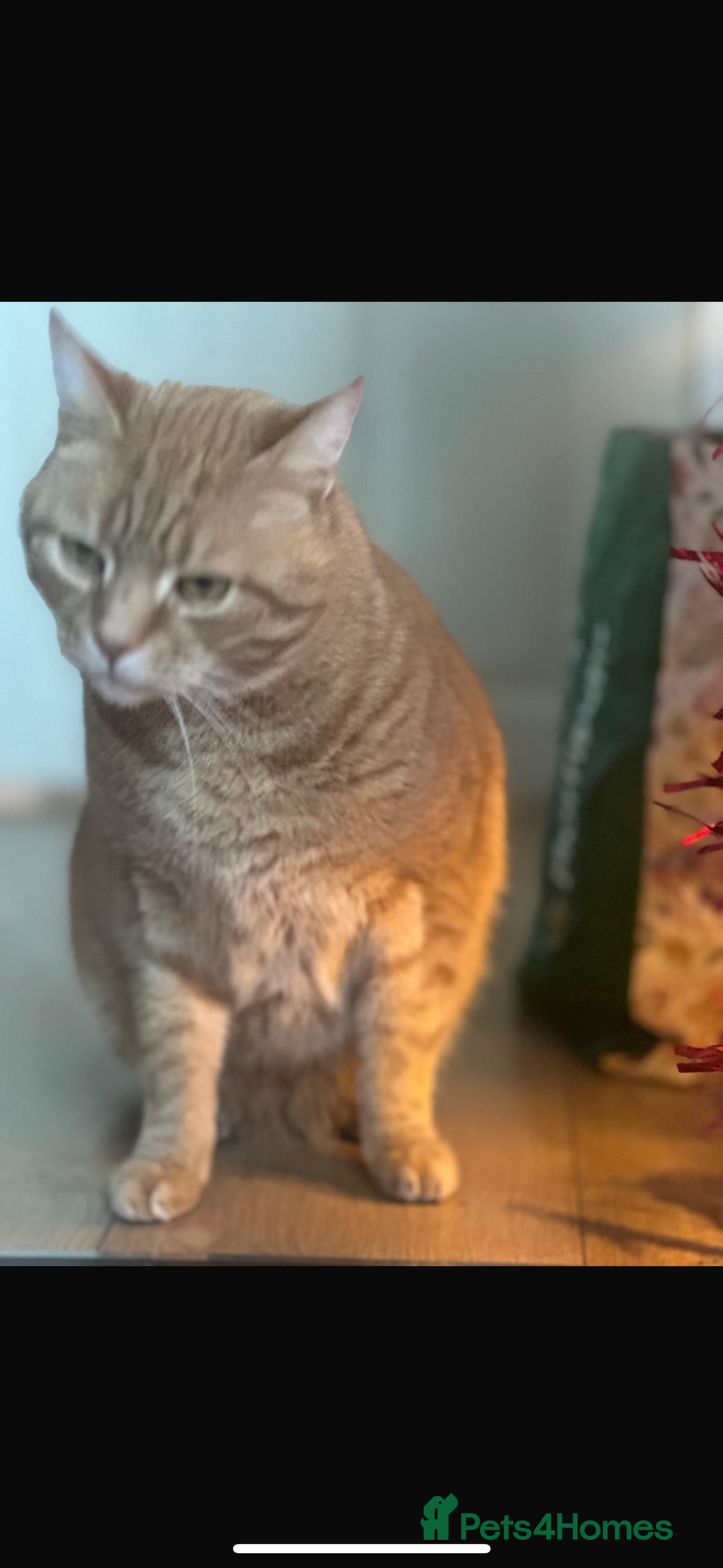 Domestic Shorthair cats for sale: Jasper -  orange baby  - Advert 2