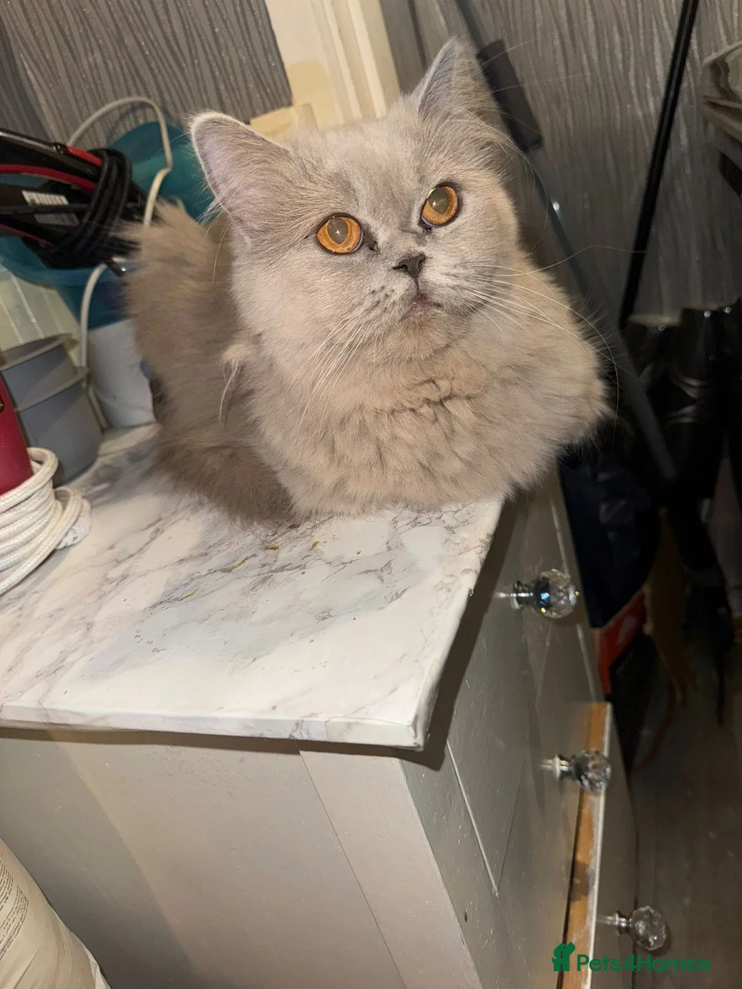 Scottish Fold cats for sale: Tina longhair x Scottish fold - Advert 5