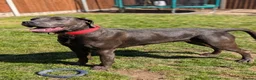 Mixed Breed dogs for sale: Beautiful bandog cross - Advert 4