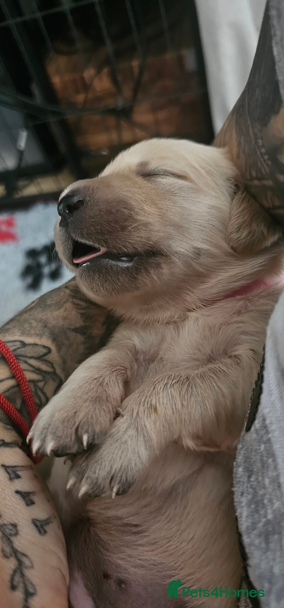 Golden Retriever dogs for sale: GOLDEN RETRIEVER PUPPIES - you will fall in love  - Image 6