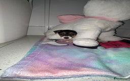 Jack Russell dogs for sale: 💙 4 beautiful Jack Russell’s 🩷 - Image 7