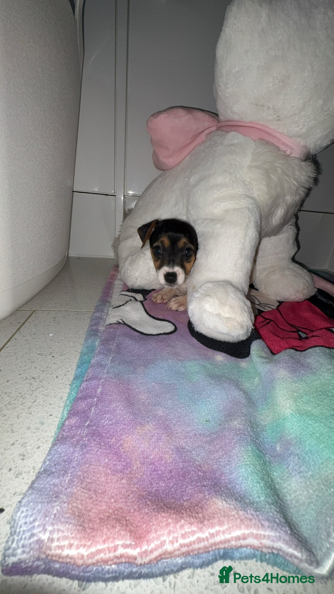 Jack Russell dogs for sale: 💙 4 beautiful Jack Russell’s 🩷 - Image 7
