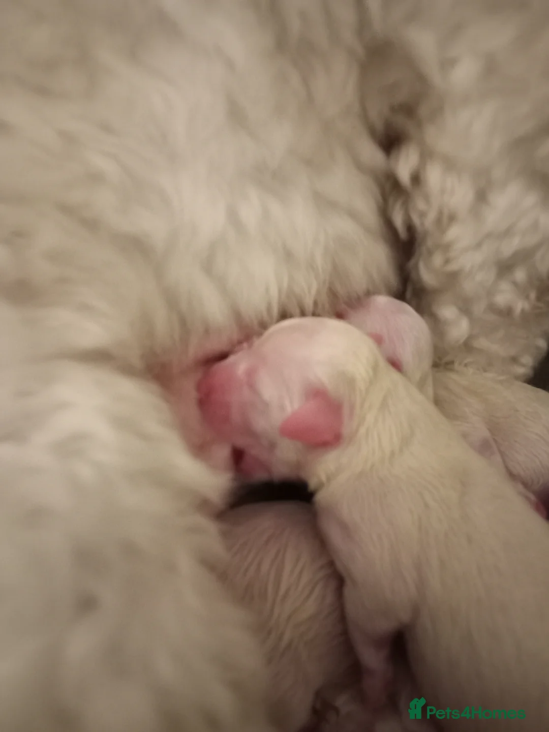 Maltese dogs for sale: 5 unsexed puppies flexi price  - Advert 32