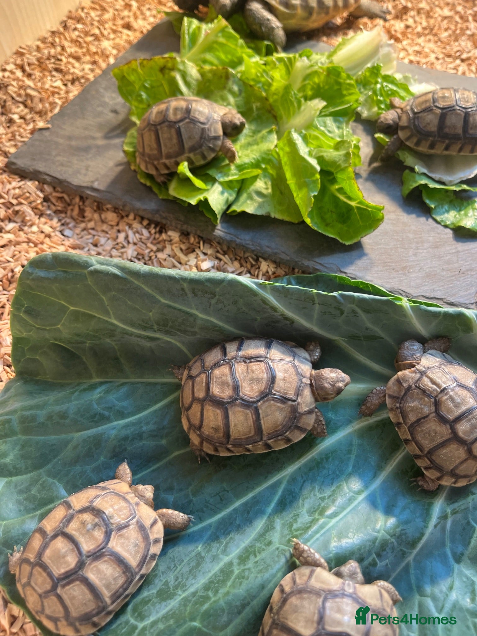 Tortoise reptiles Full set ups and Greek tortoises  - Advert 17