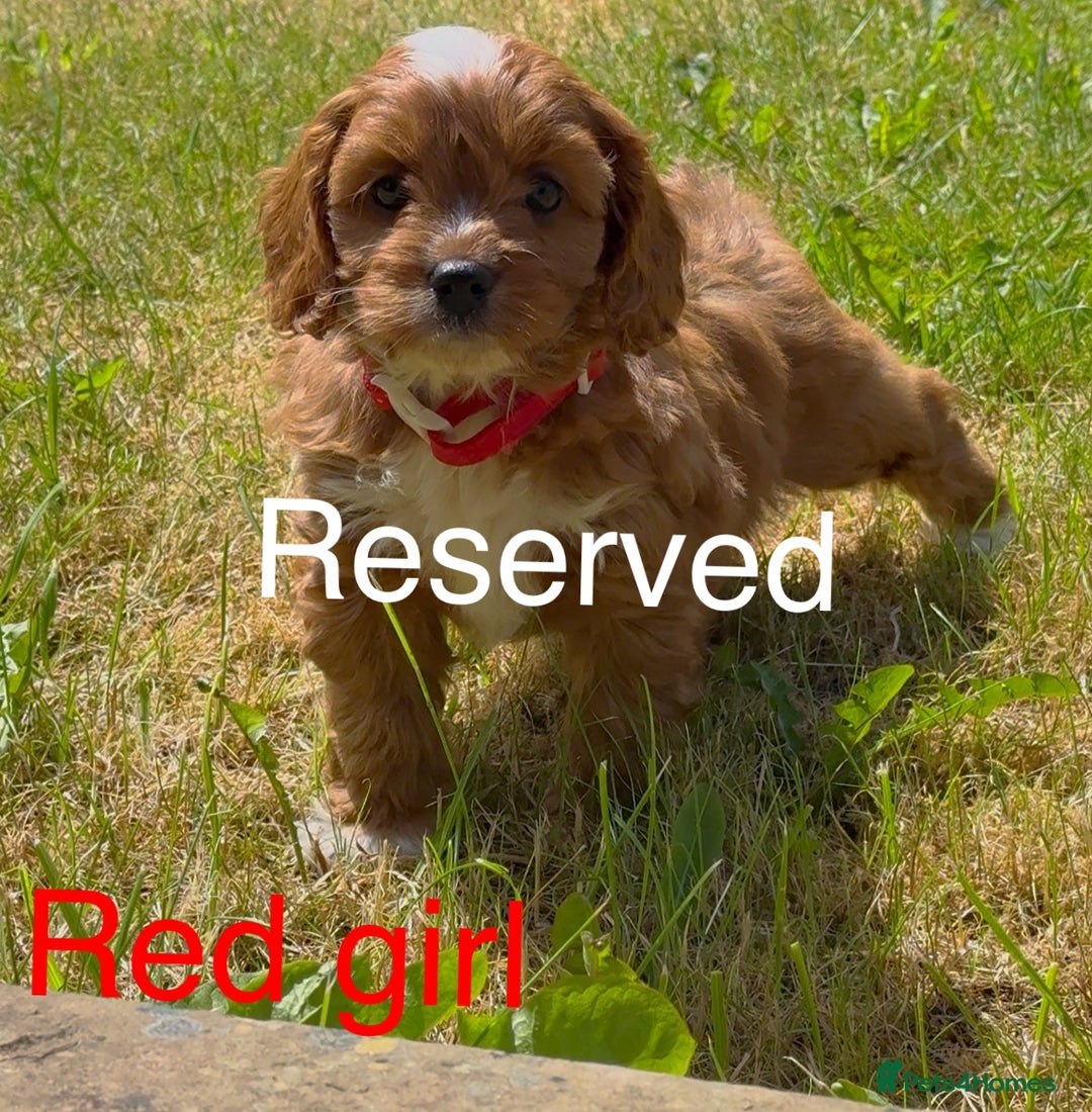 Cavapoo dogs for sale: Stunning Cavapoo puppies - Image 4