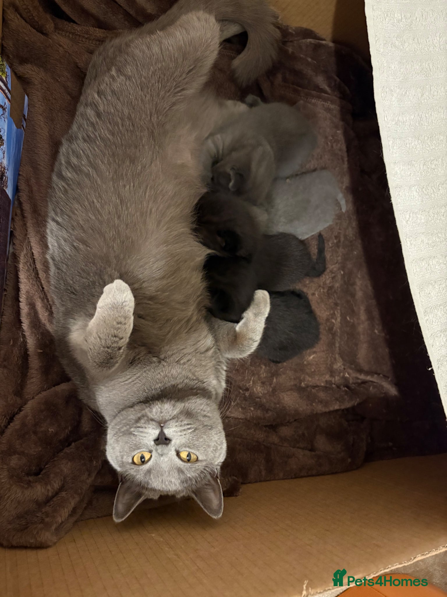 British Shorthair cats British shorthair cross kittens - Advert 1